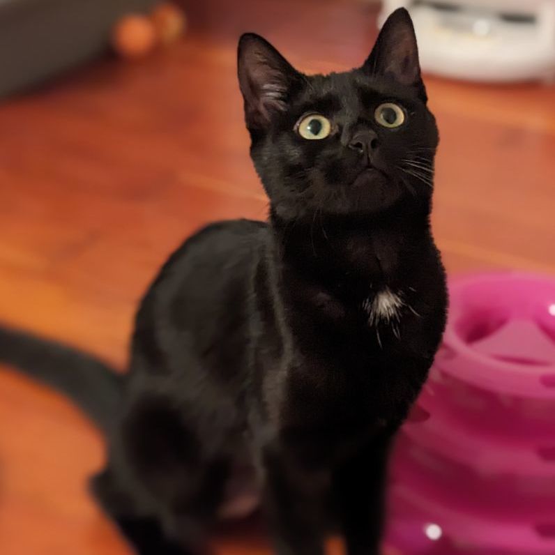 Enlarge Rose, a Adopted Domestic Short Hair in East Greenwich, RI image 5/6