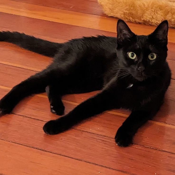 Enlarge Rose, a Adopted Domestic Short Hair in East Greenwich, RI image 6/6