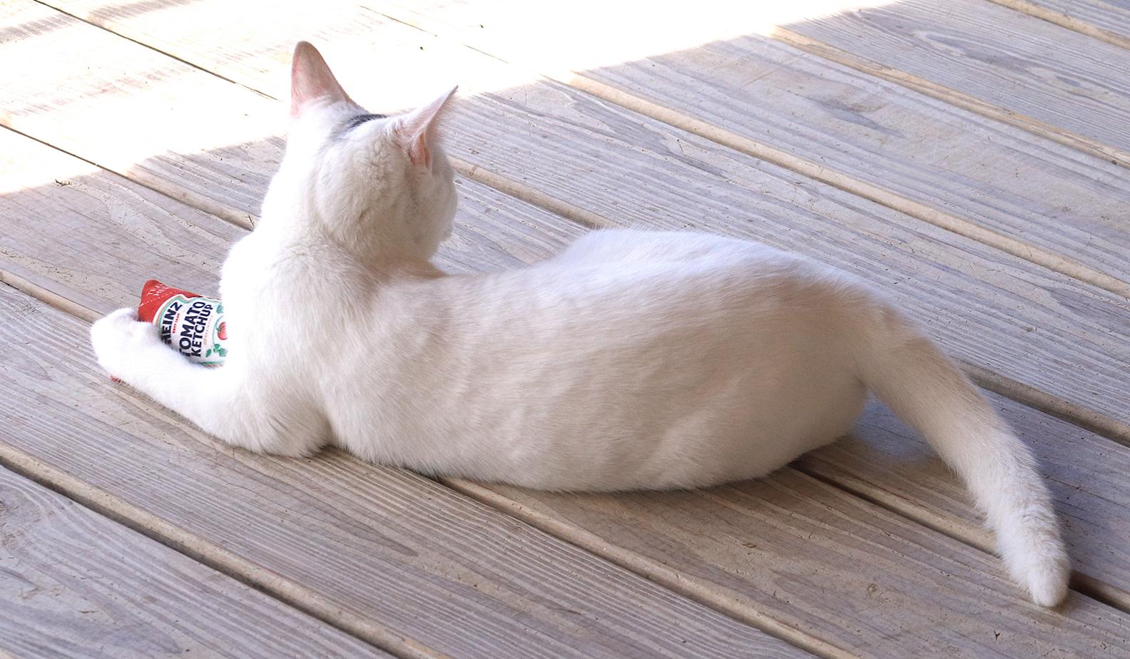 Enlarge Umlaut, an adopted Domestic Short Hair in North Fort Myers, FL image 3/4