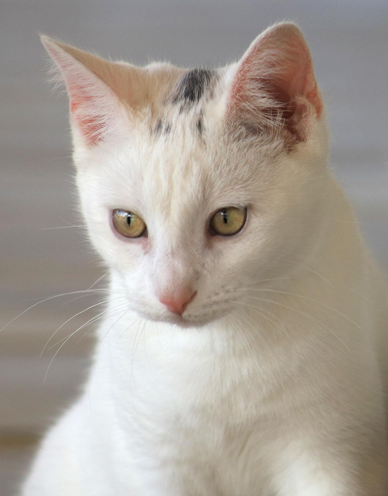 Enlarge Umlaut, an adopted Domestic Short Hair in North Fort Myers, FL image 2/4