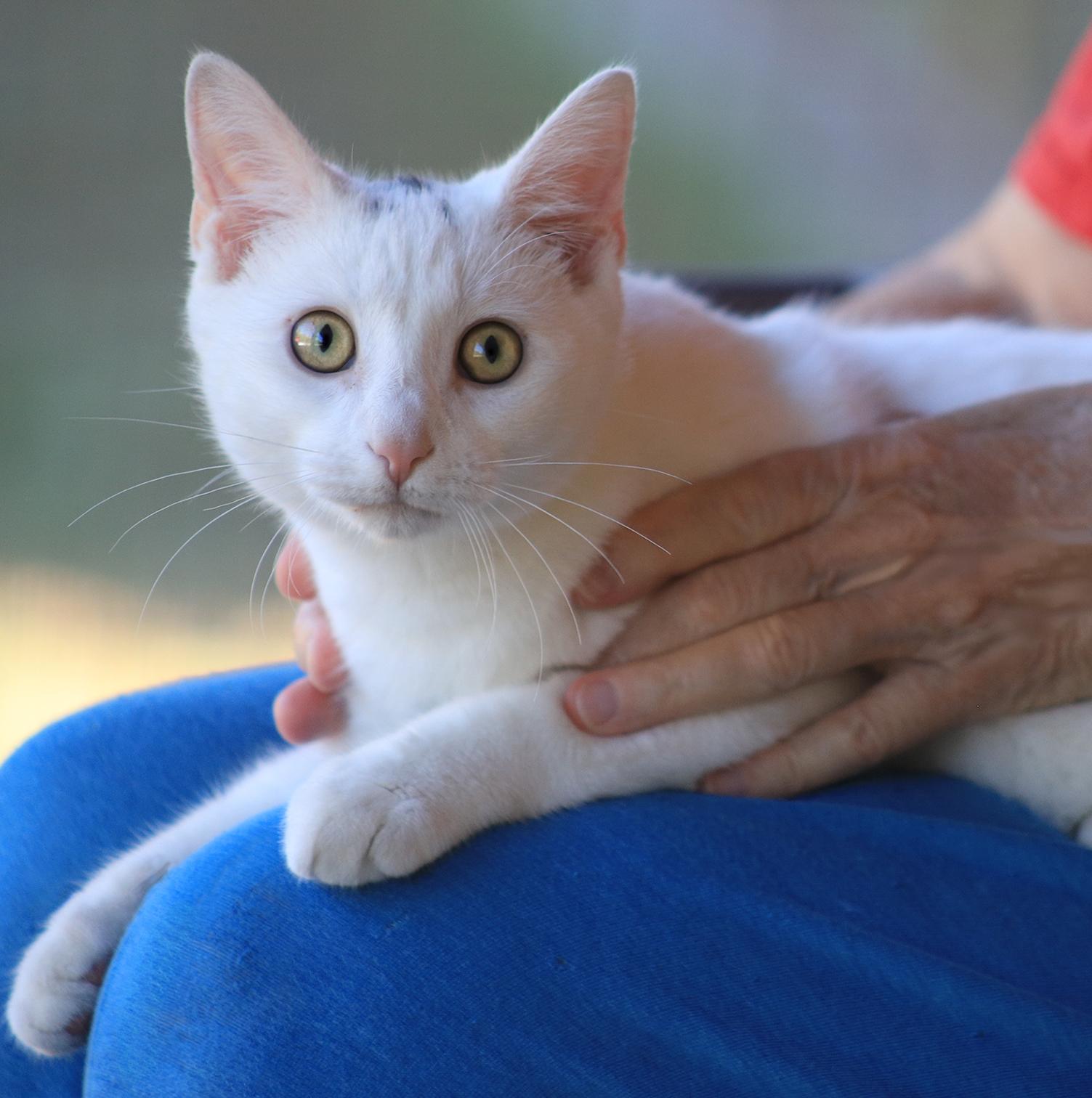 Umlaut, adopted, Young Male Domestic Short Hair.