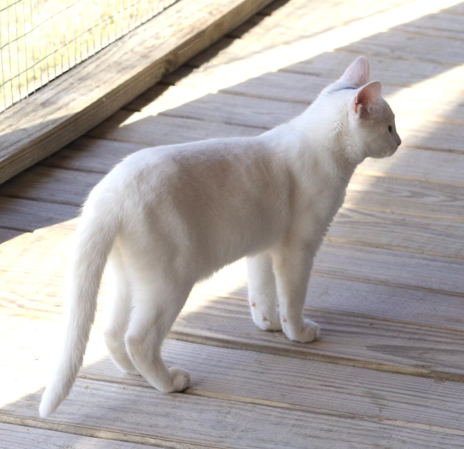 Enlarge Umlaut, an adopted Domestic Short Hair in North Fort Myers, FL image 4/4