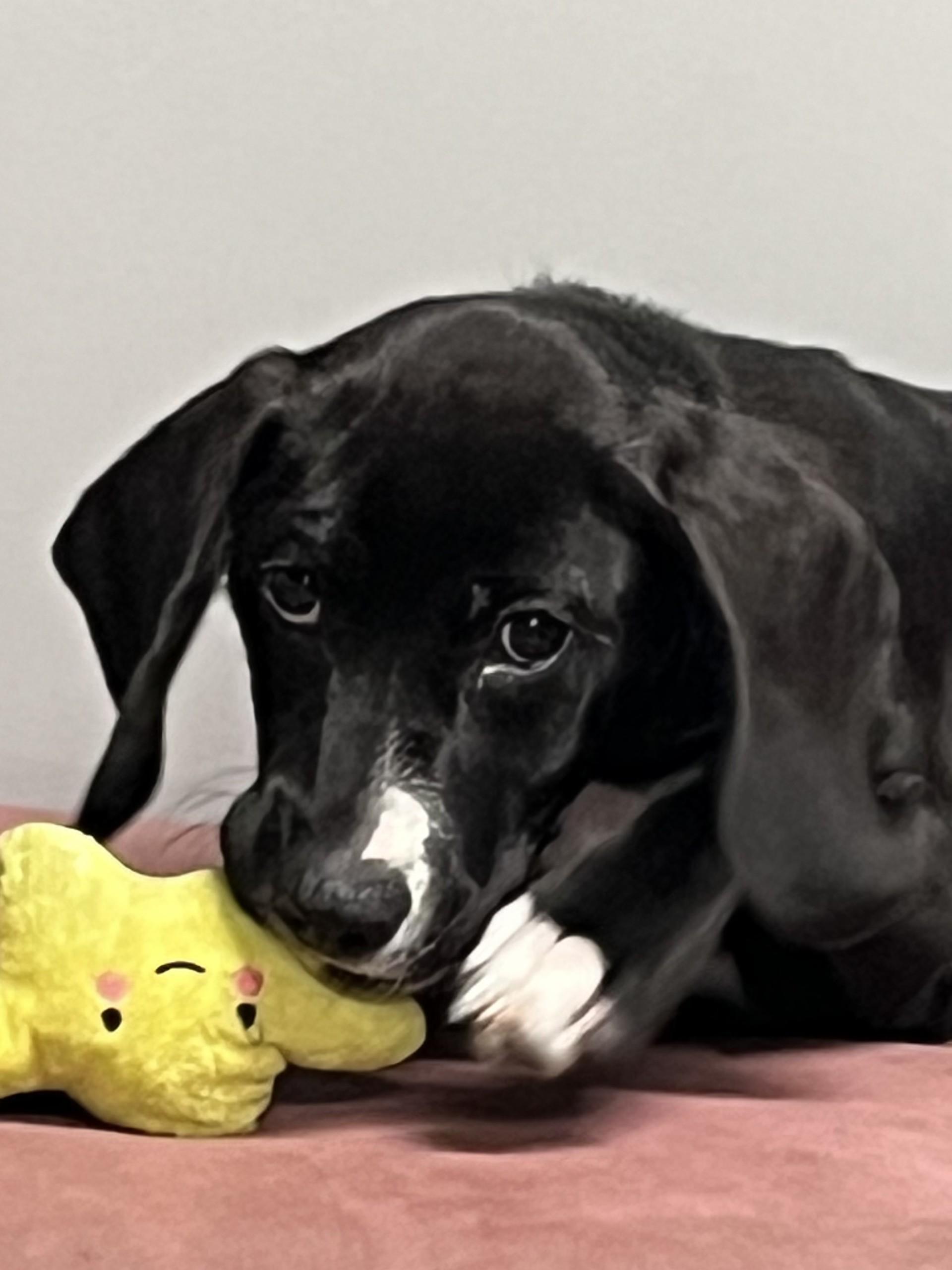 Enlarge Diesel, a ADOPTABLE mixed breed in Farmington, MO image 3/6