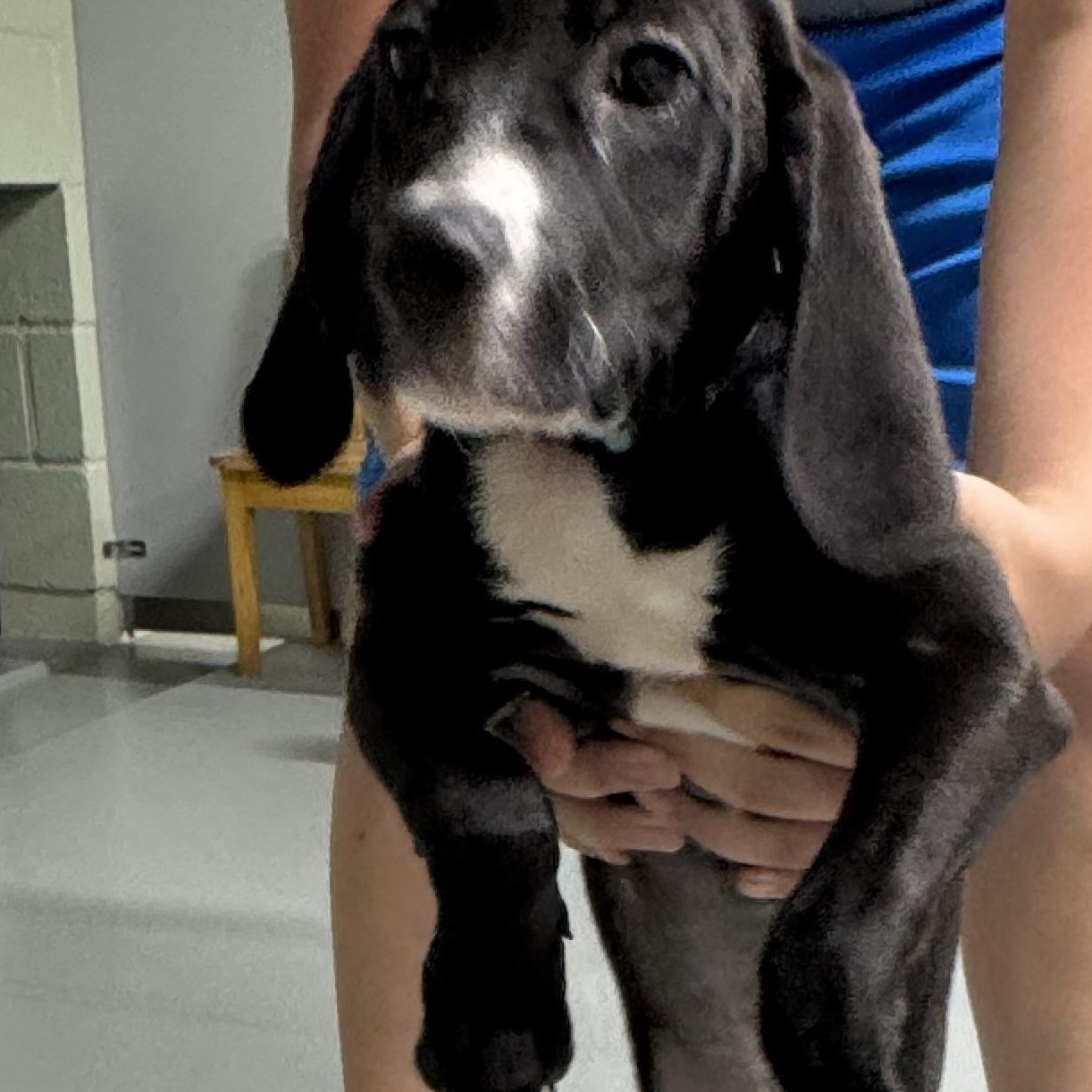 Diesel, a ADOPTABLE mixed breed in Farmington, MO image 3/4