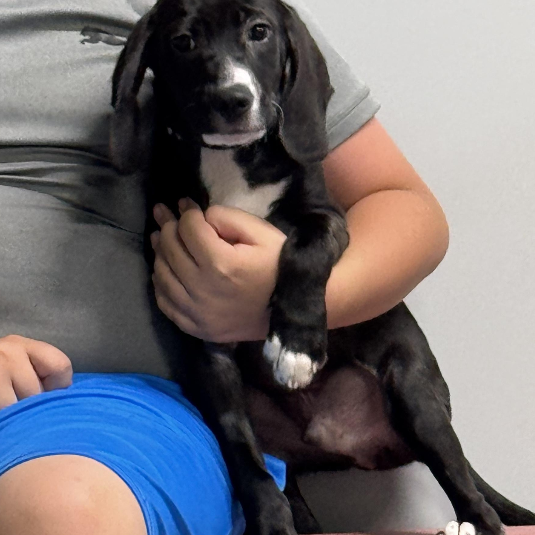 Diesel, a ADOPTABLE mixed breed in Farmington, MO image 1/4