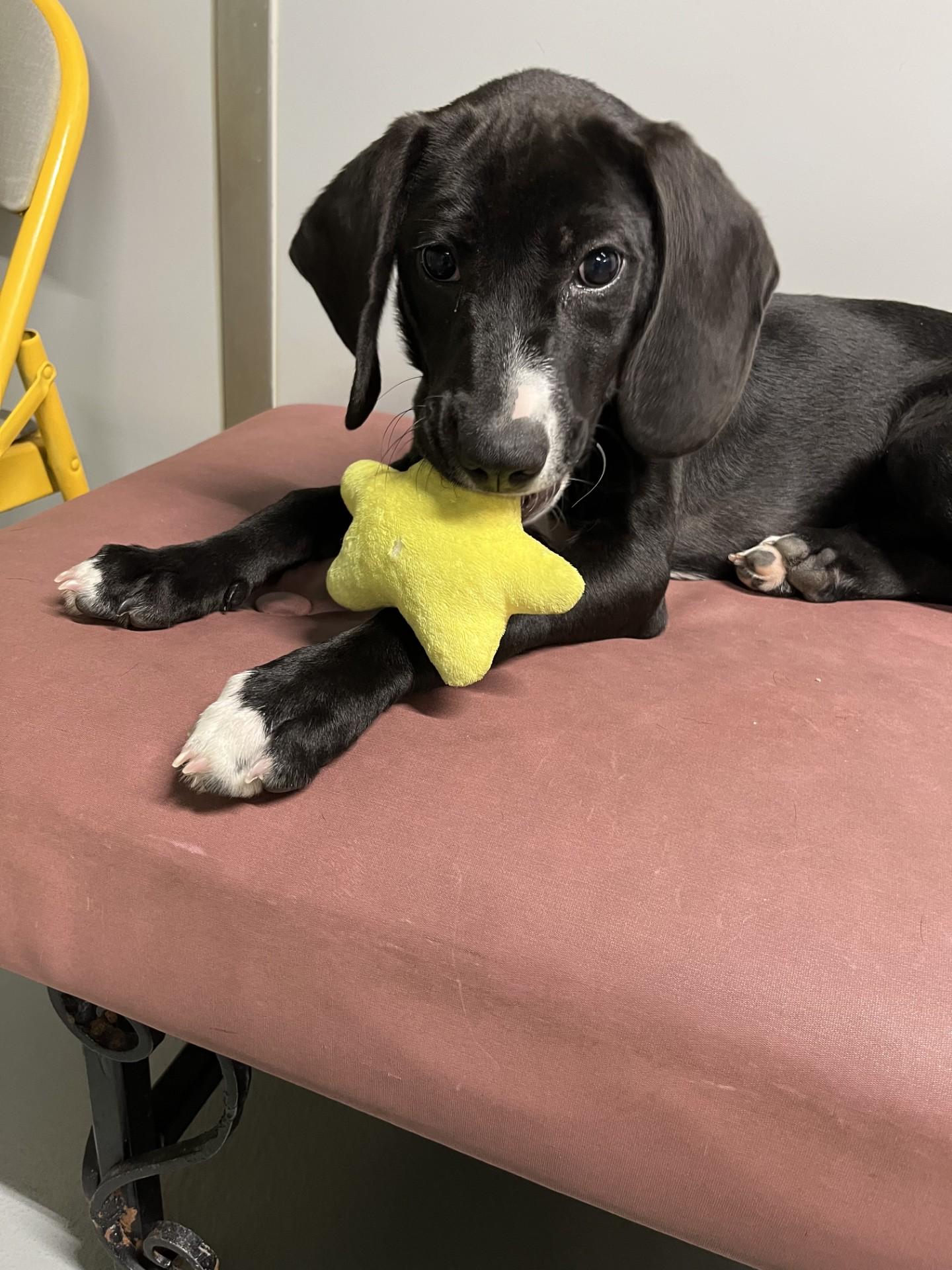 Enlarge Diesel, a ADOPTABLE mixed breed in Farmington, MO image 5/6