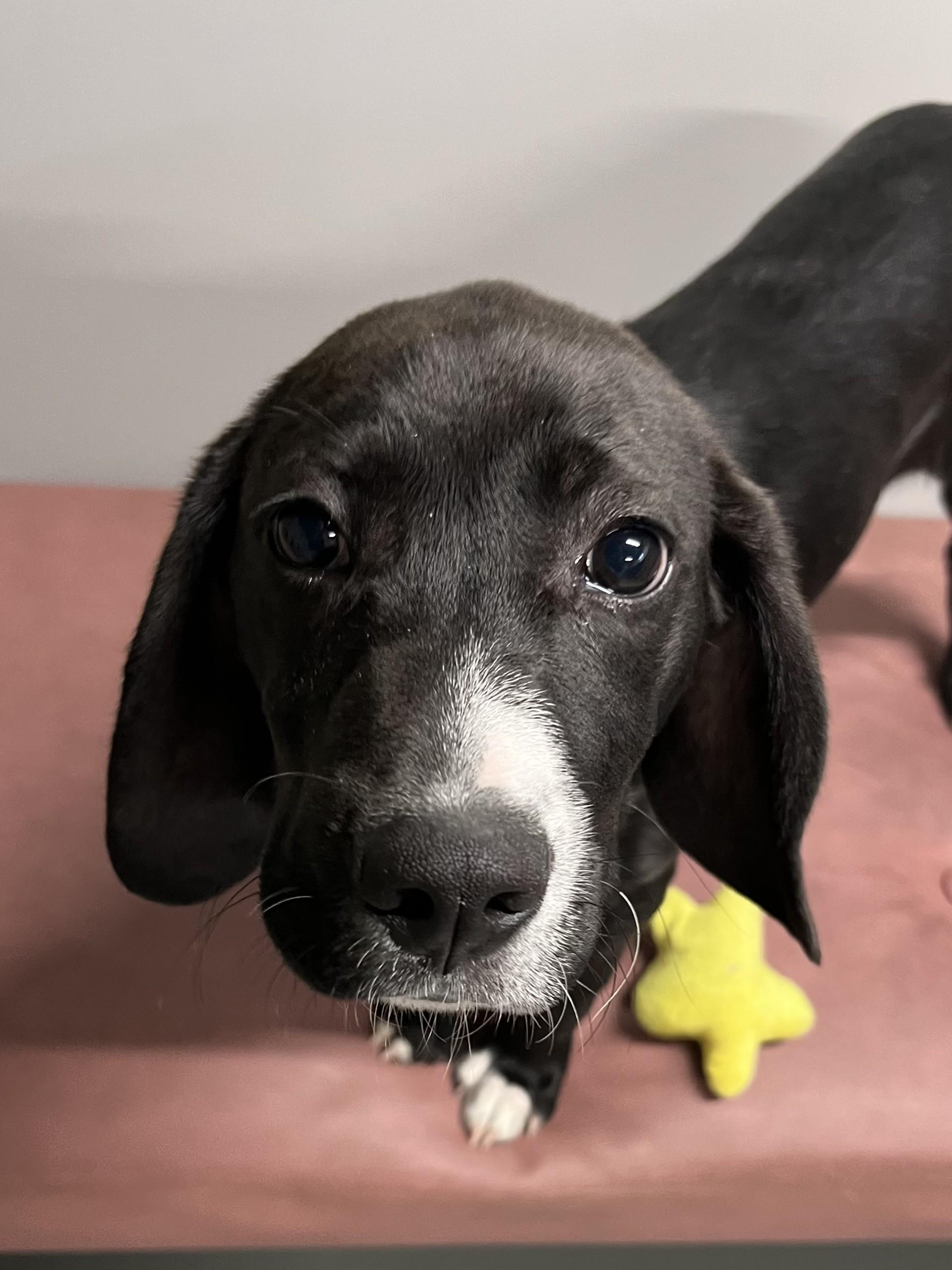 Enlarge Diesel, a ADOPTABLE mixed breed in Farmington, MO image 4/6