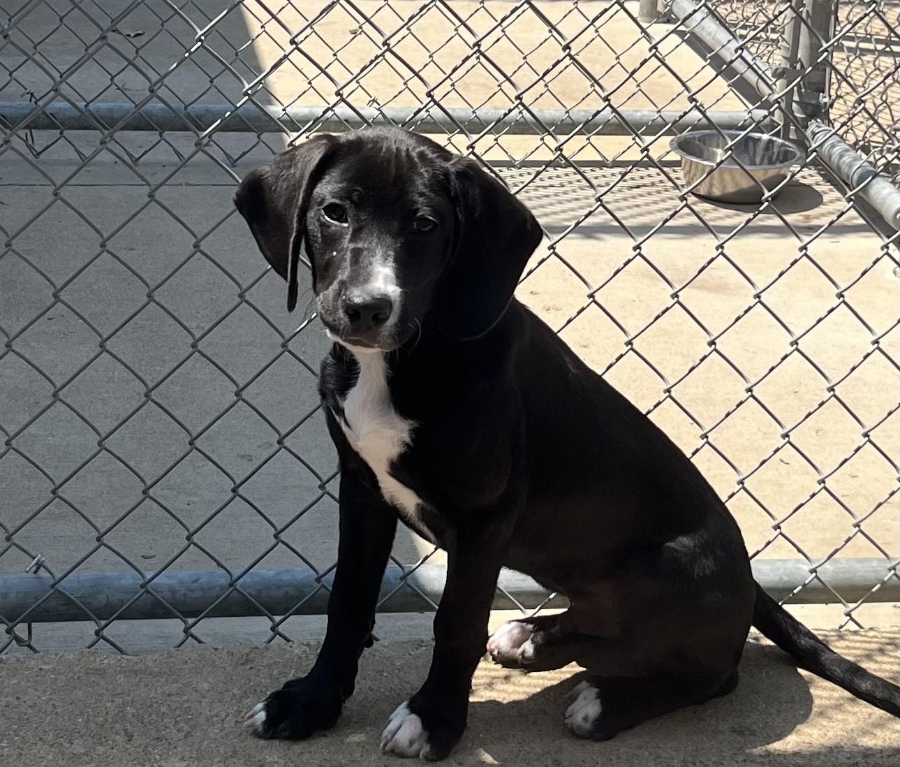 Diesel, ADOPTABLE, Puppy Male Shetland Sheepdog / Sheltie & Beagle.