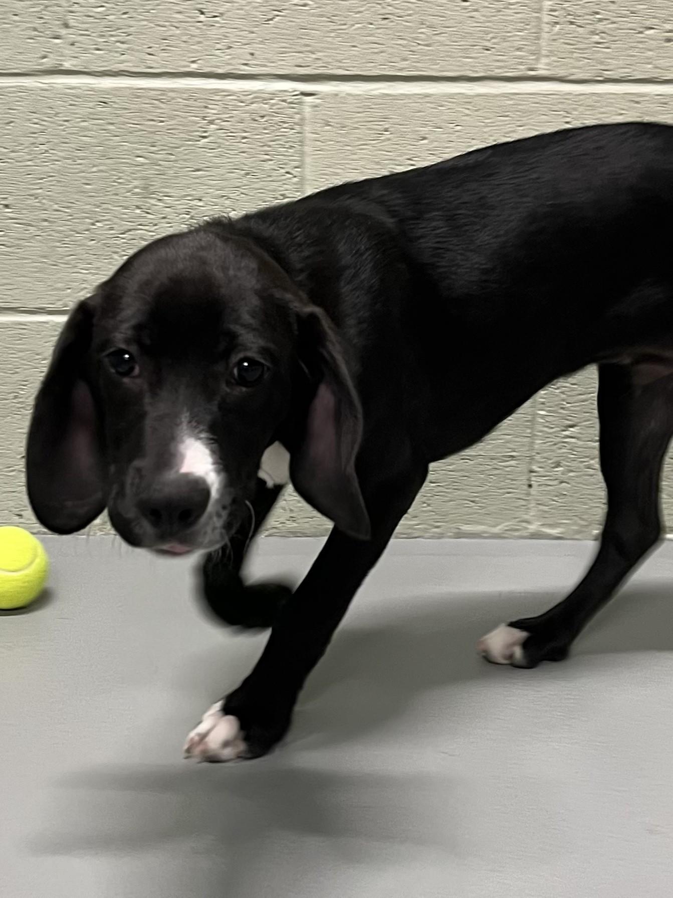 Enlarge Diesel, a ADOPTABLE mixed breed in Farmington, MO image 6/6