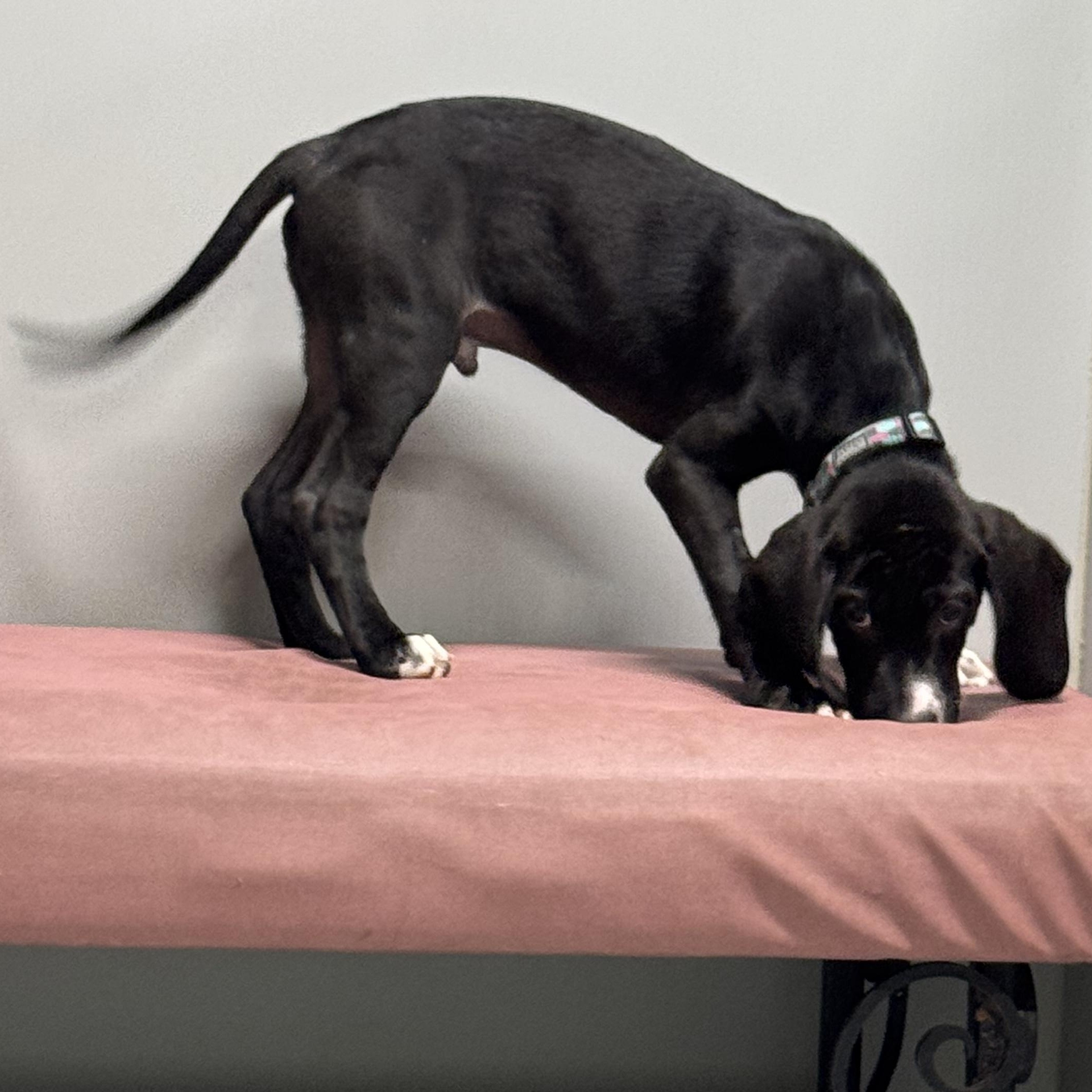 Diesel, a ADOPTABLE mixed breed in Farmington, MO image 4/4