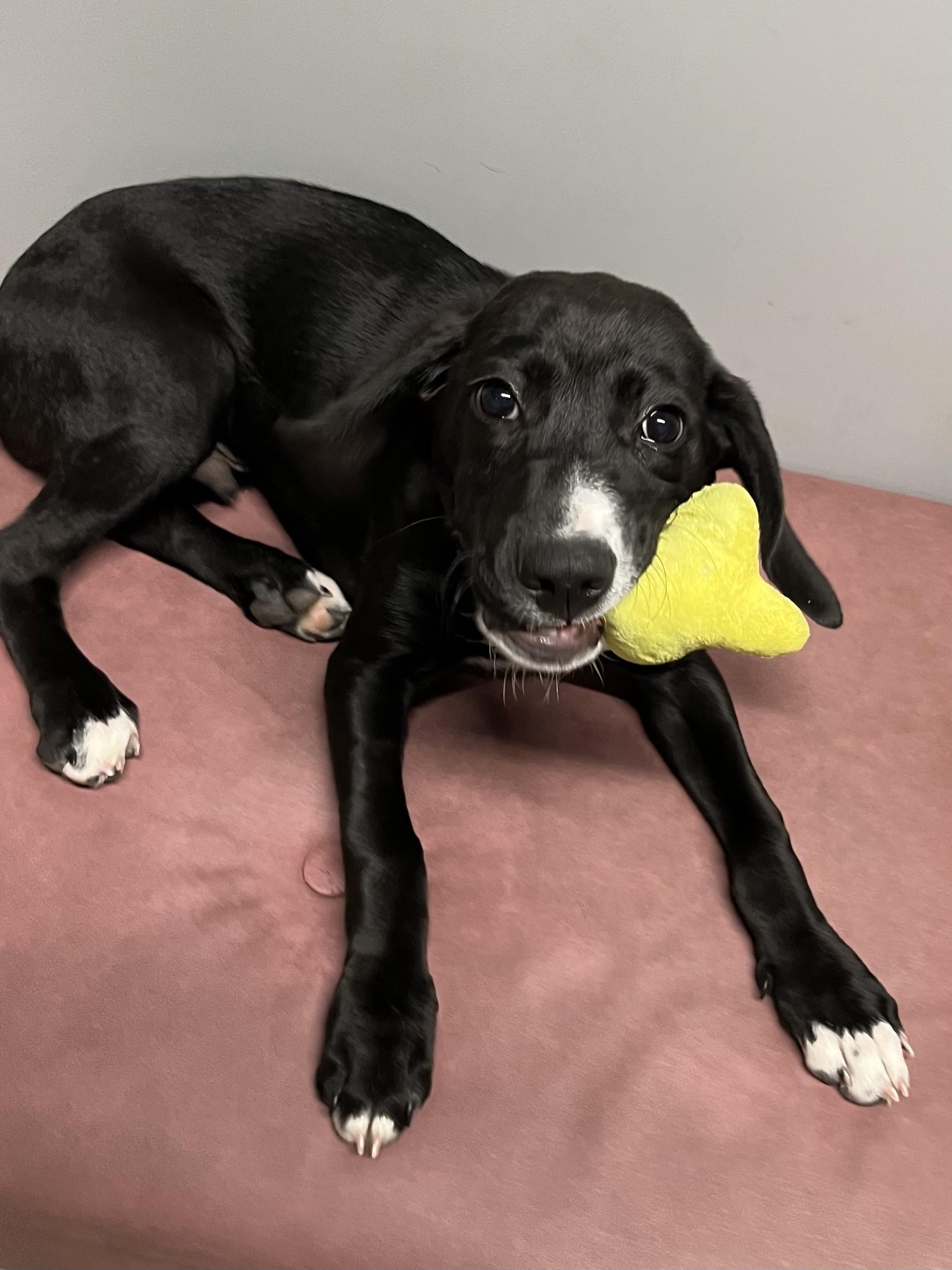 Enlarge Diesel, a ADOPTABLE mixed breed in Farmington, MO image 2/6