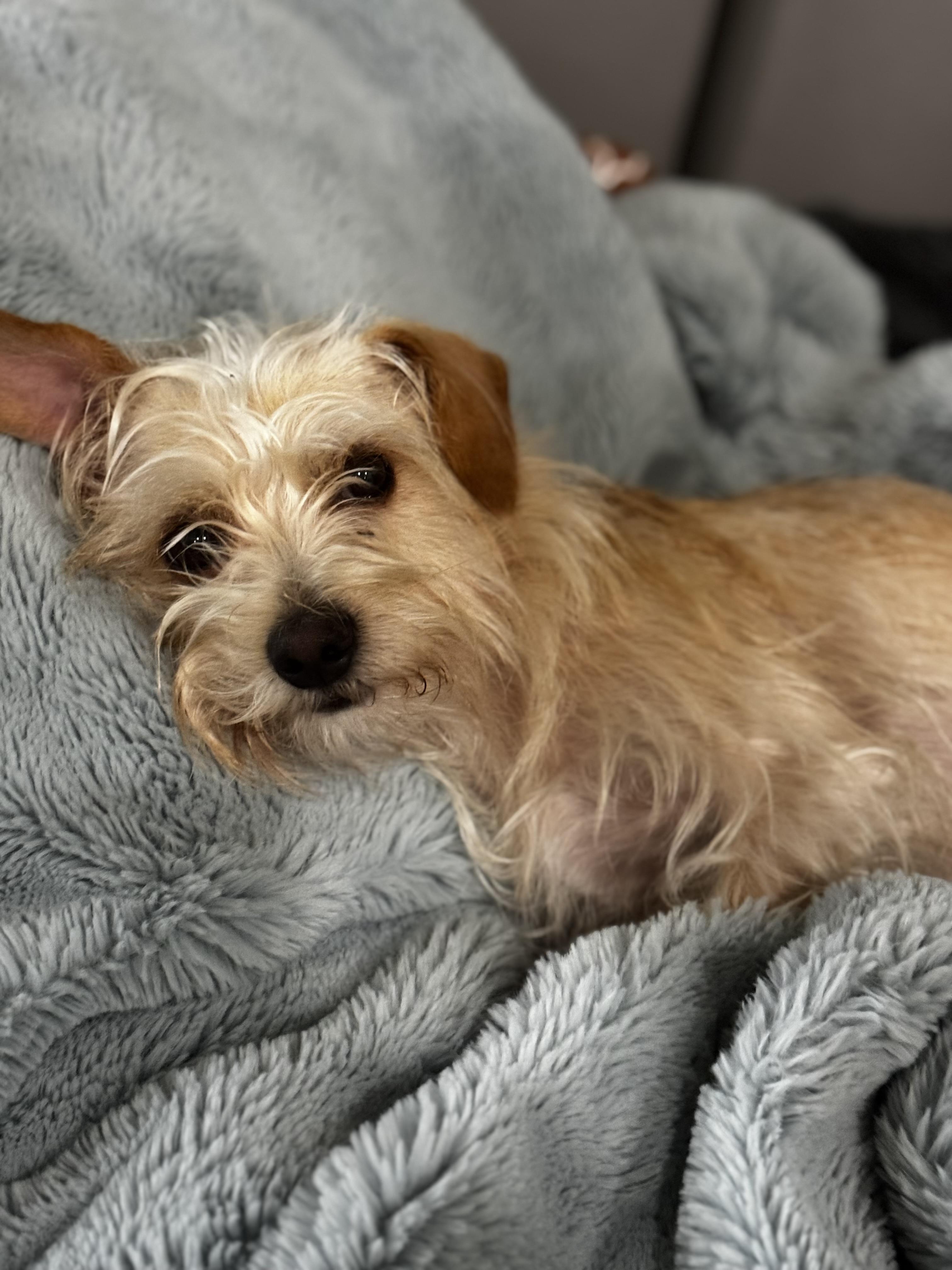 Abbie, Adoptable, Adult Female Yorkshire Terrier.