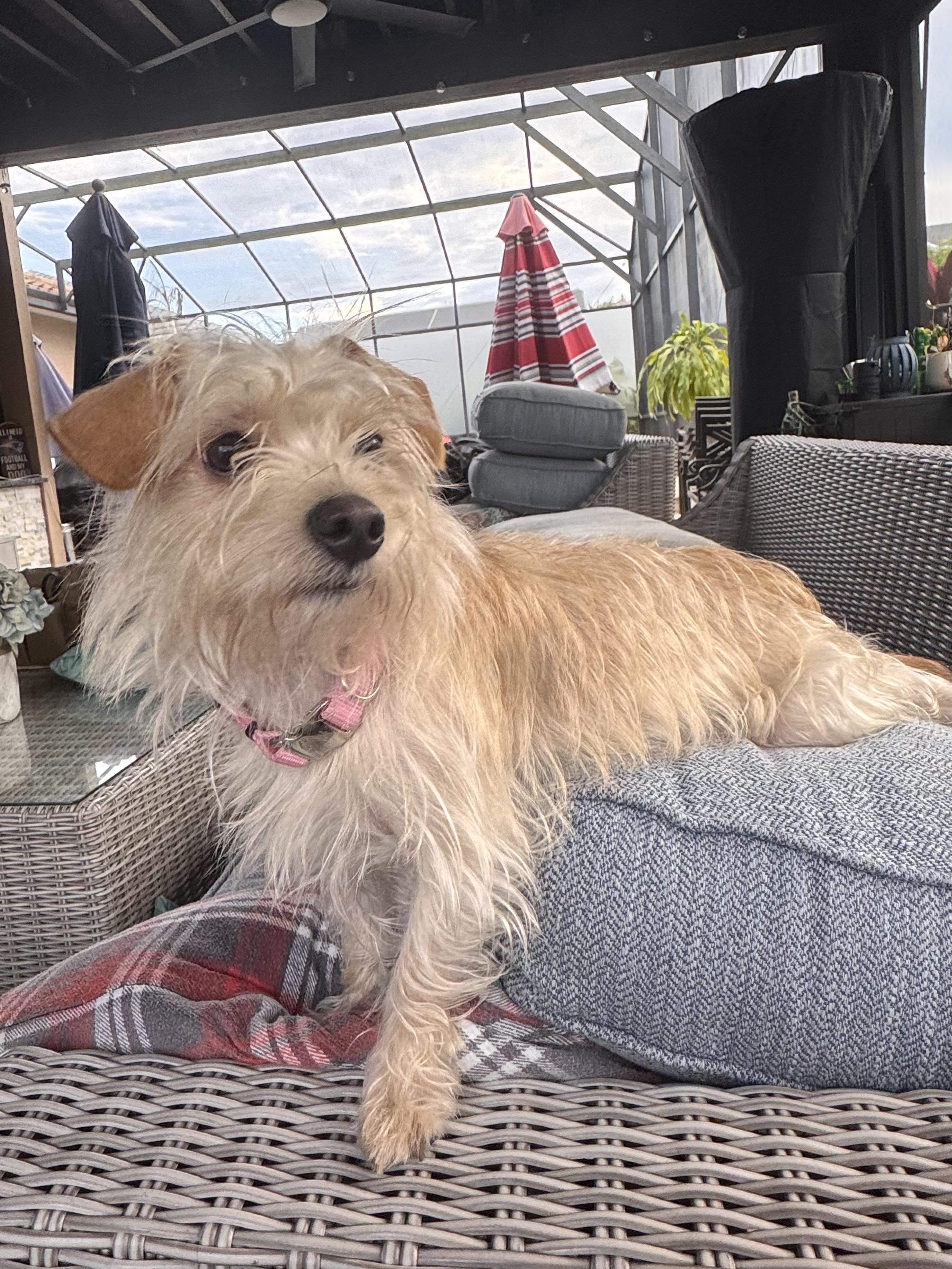 Abbie, a Adoptable mixed breed in Orlando, FL image 4/4
