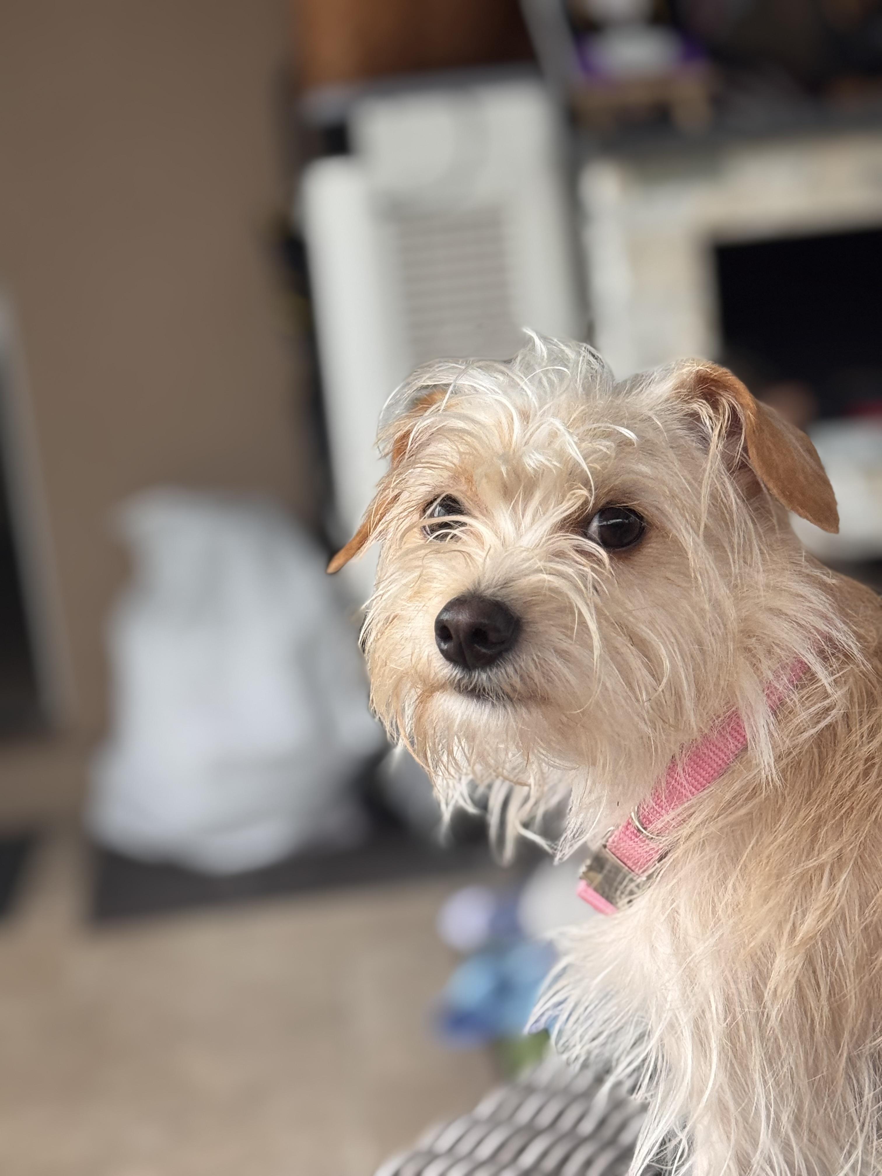 Abbie, a Adoptable mixed breed in Orlando, FL image 2/4