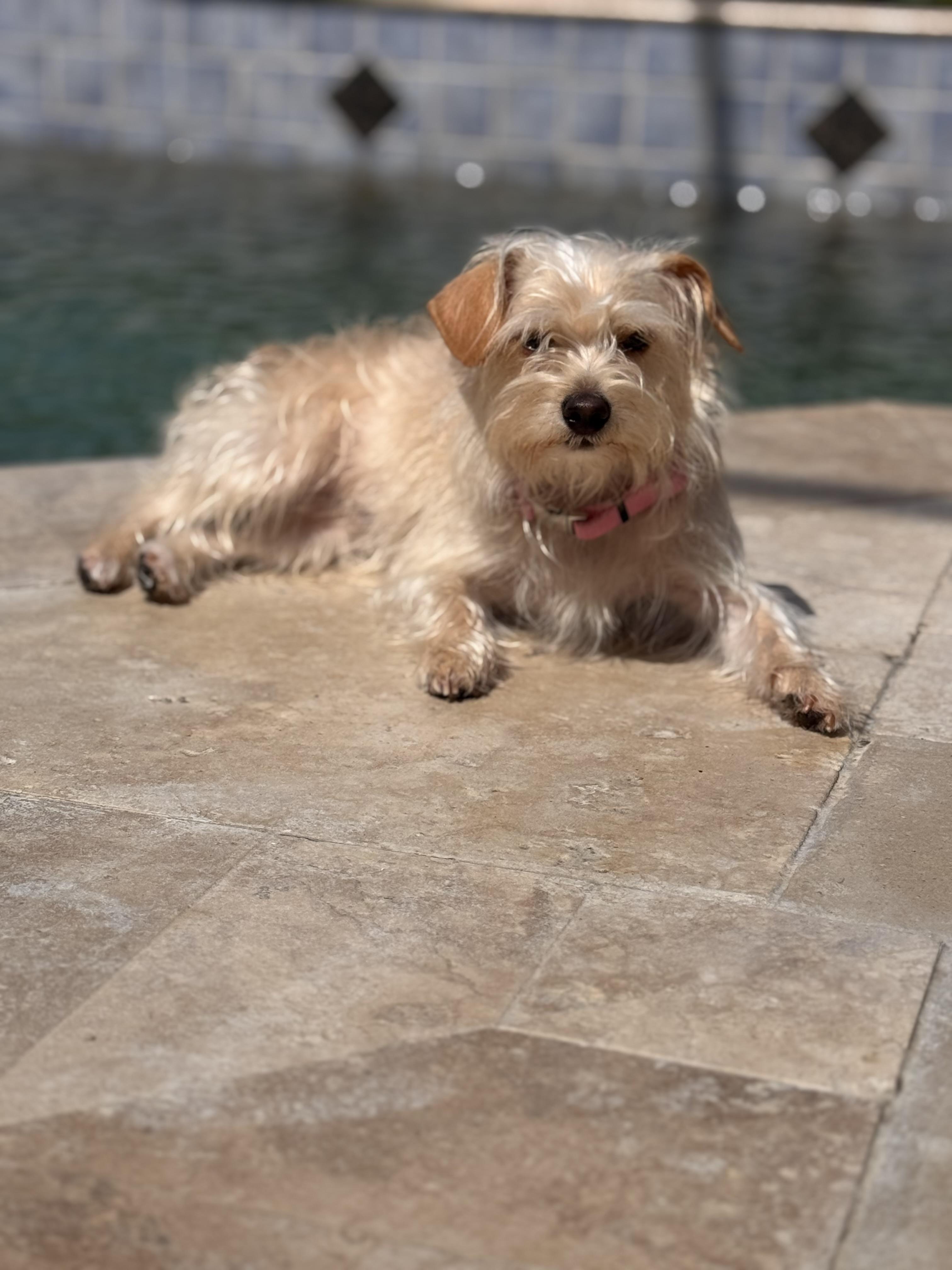 Abbie, a Adoptable mixed breed in Orlando, FL image 3/4