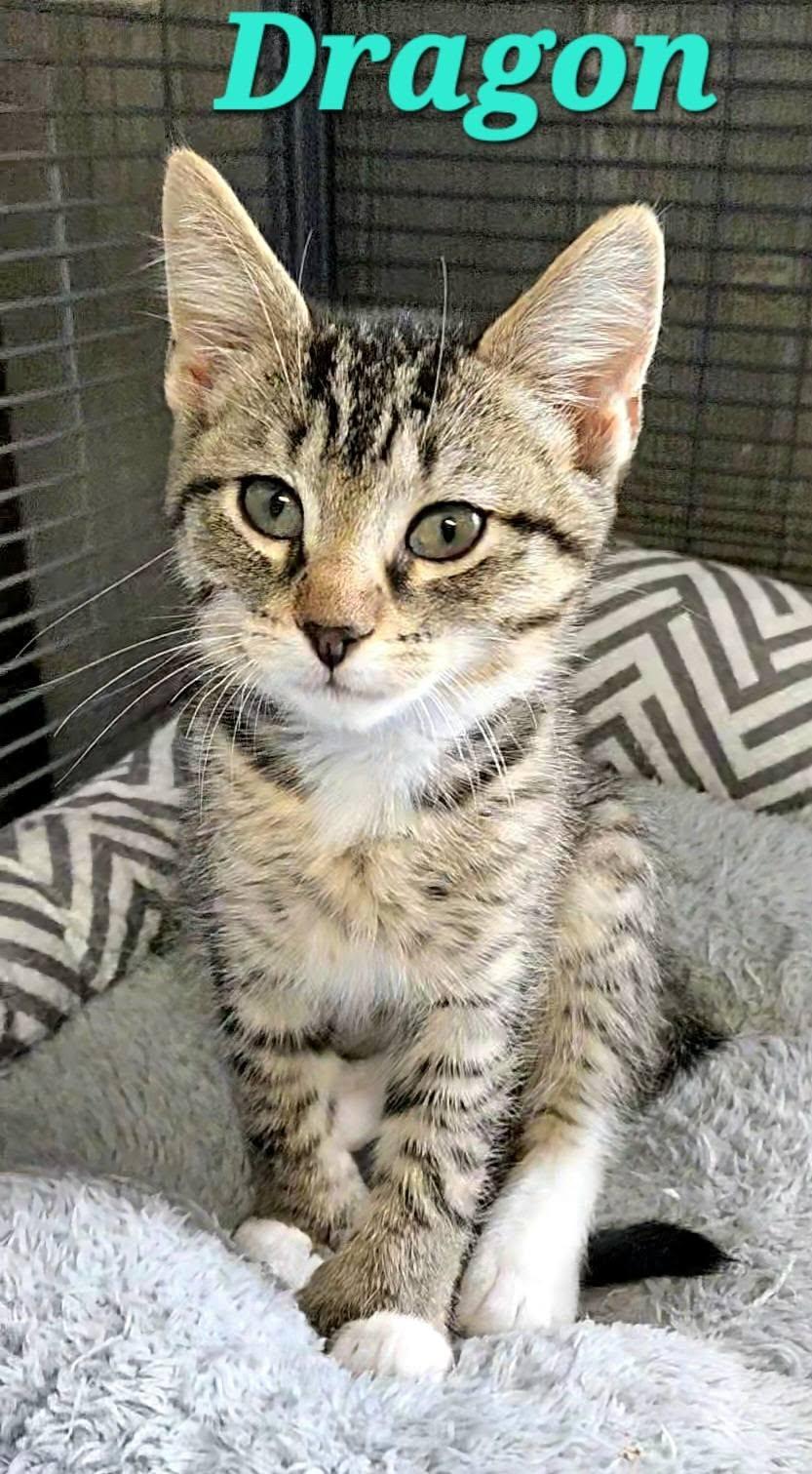 Enlarge Dragon, a Adoptable Extra-Toes Cat / Hemingway Polydactyl in Macon, GA image 3/4