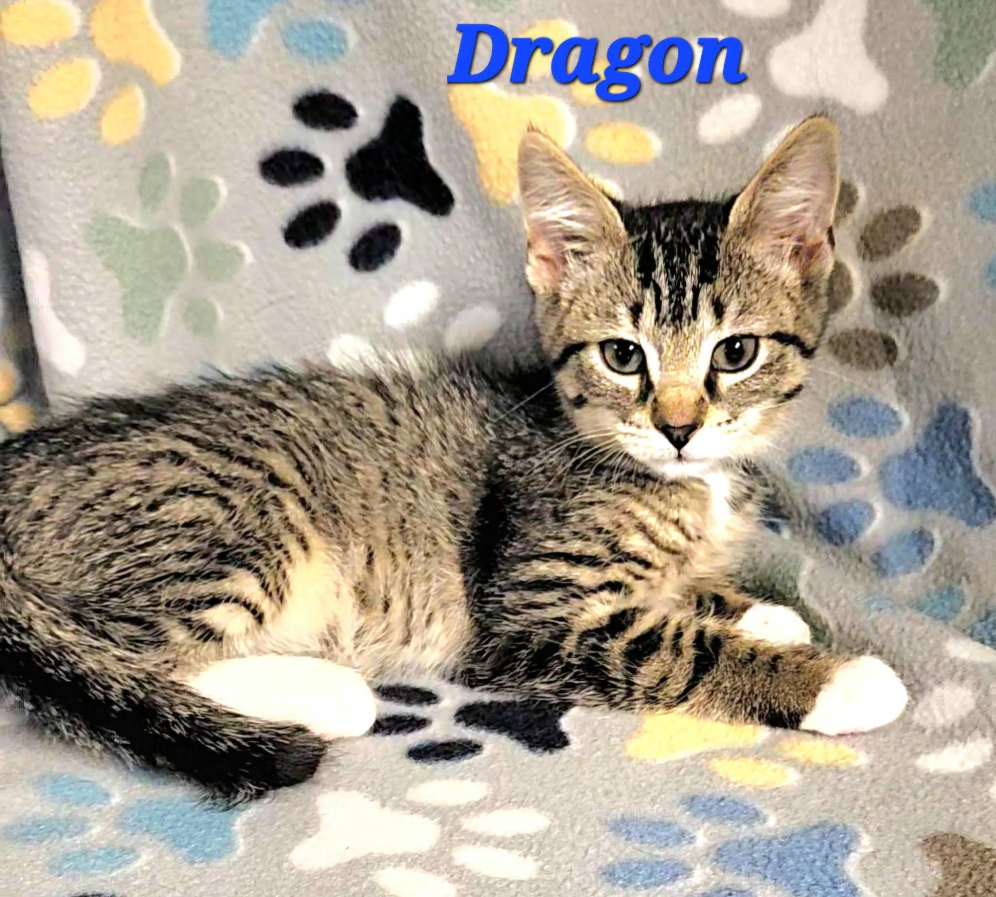 Enlarge Dragon, a Adoptable Extra-Toes Cat / Hemingway Polydactyl in Macon, GA image 1/4