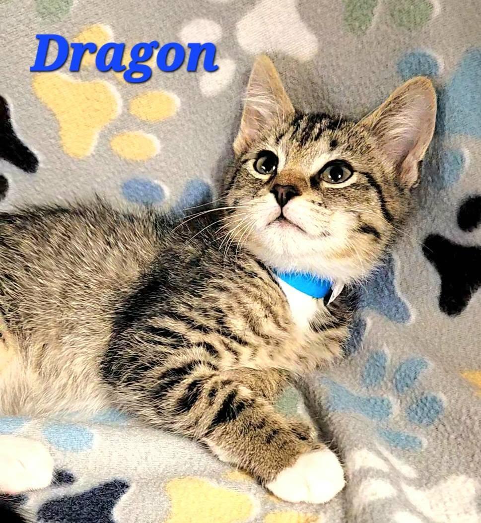 Enlarge Dragon, a Adoptable Extra-Toes Cat / Hemingway Polydactyl in Macon, GA image 2/4