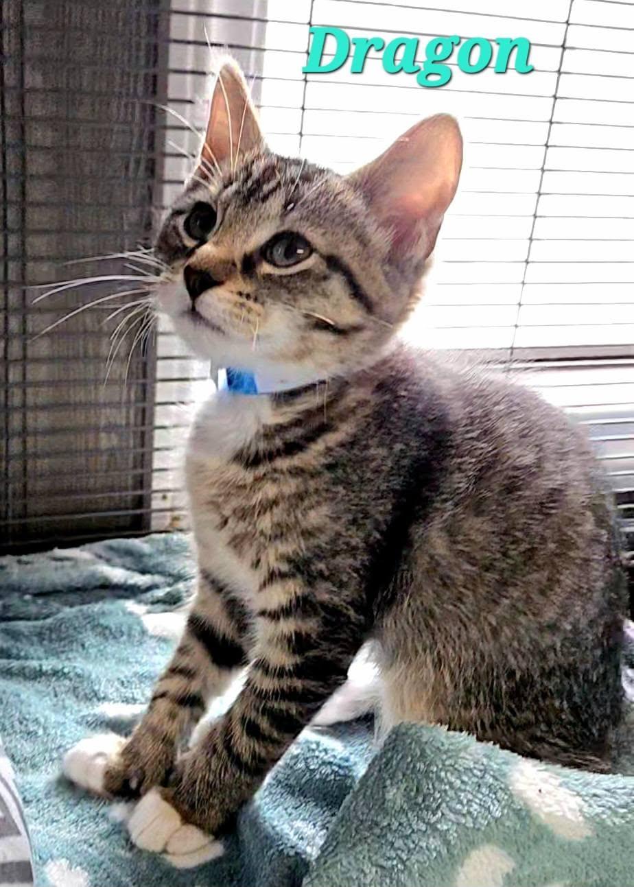 Enlarge Dragon, a Adoptable Extra-Toes Cat / Hemingway Polydactyl in Macon, GA image 4/4