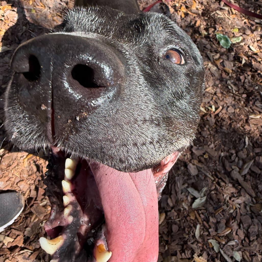 Rascal, Adoptable, Senior Male Mixed Breed.