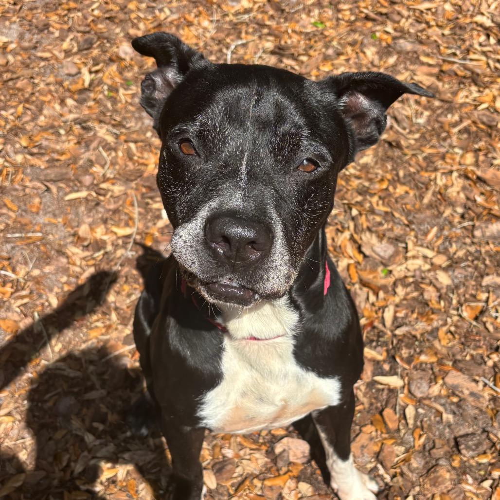 Enlarge Rascal, a Adoptable Mixed Breed in Titusville, FL image 1/6