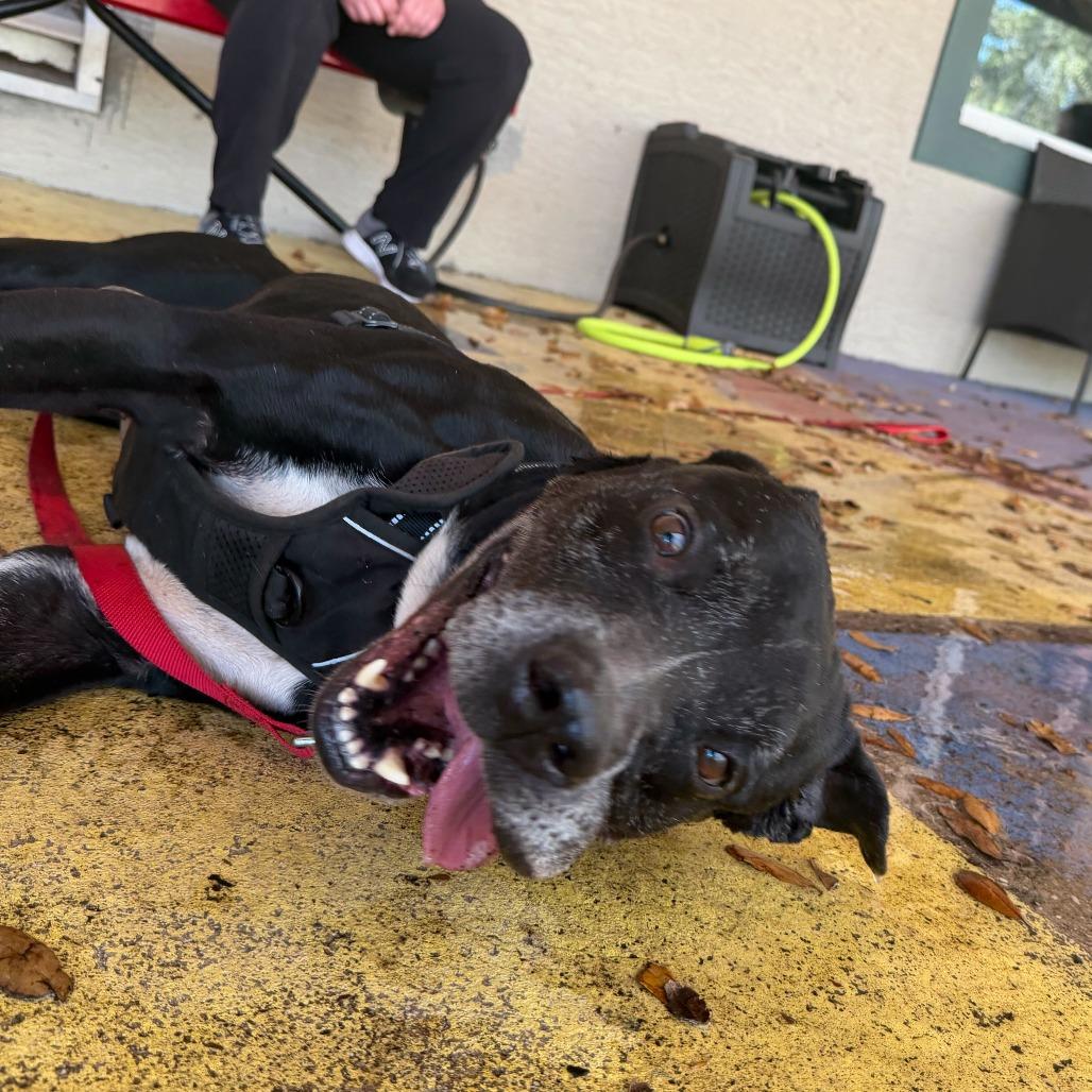 Rascal, Adoptable, Senior Male Mixed Breed.