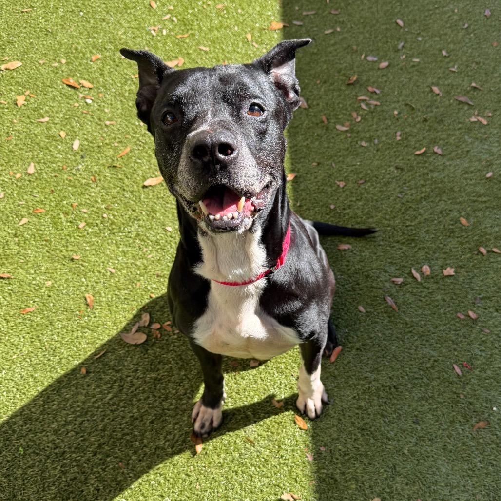 Rascal, Adoptable, Senior Male Mixed Breed.