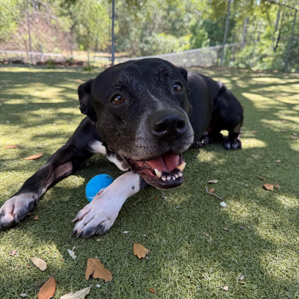 Enlarge Rascal, a Adoptable Mixed Breed in Titusville, FL image 3/6