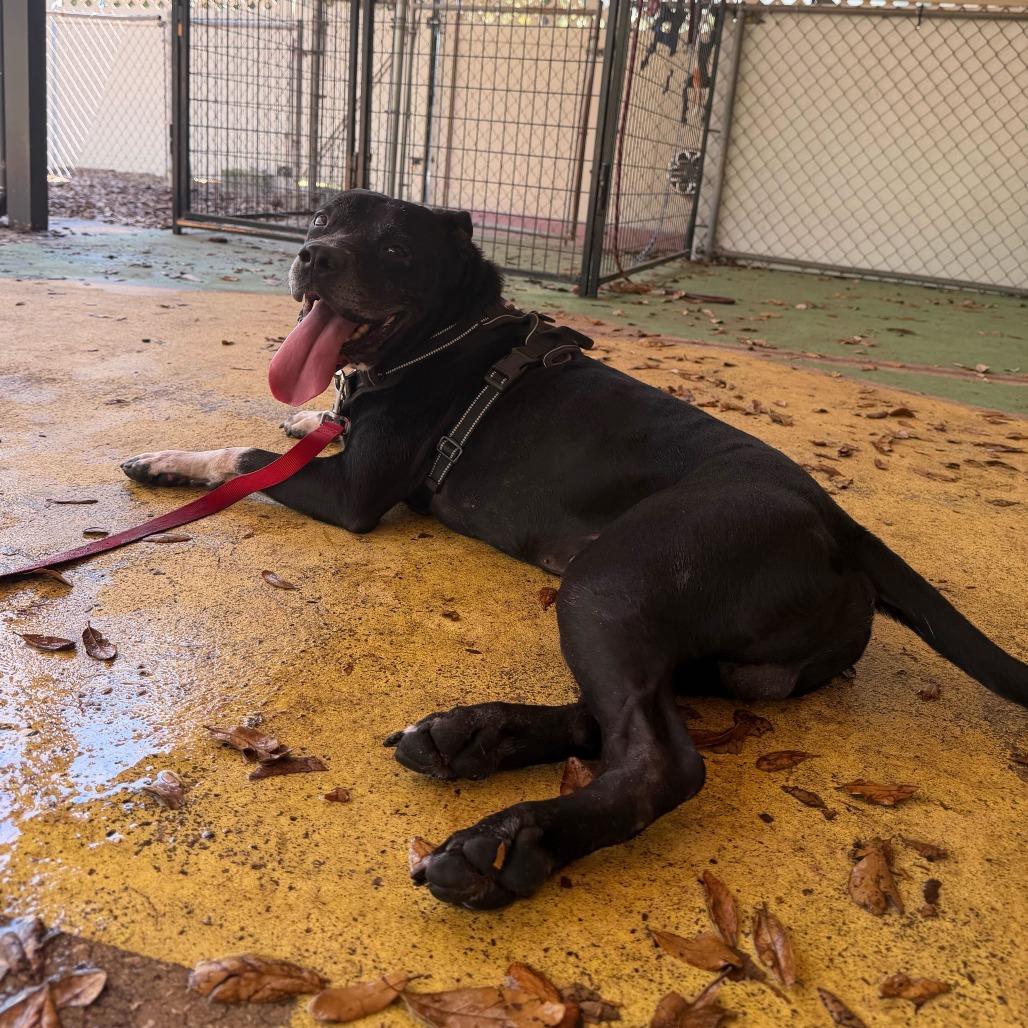 Enlarge Rascal, a Adoptable Mixed Breed in Titusville, FL image 4/6