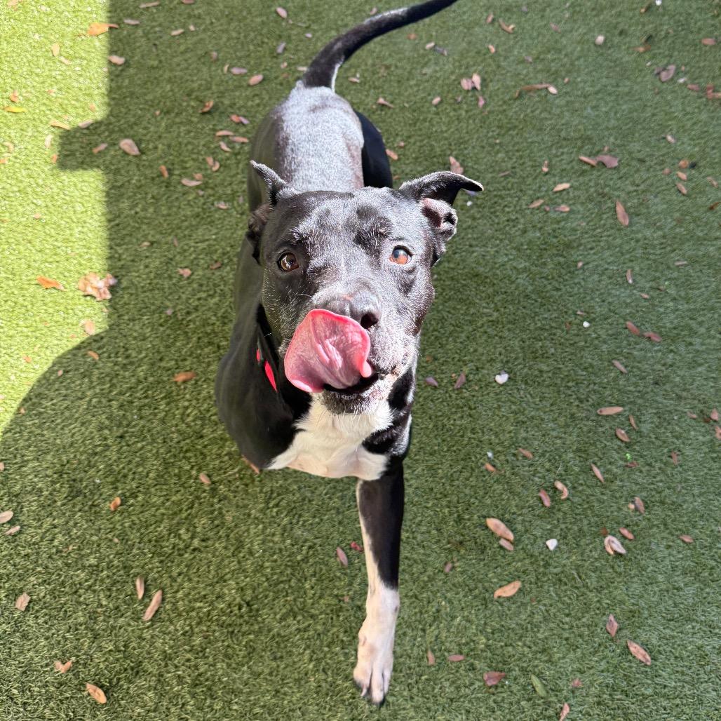 Rascal, a Adoptable Mixed Breed in Titusville, FL image 2/2