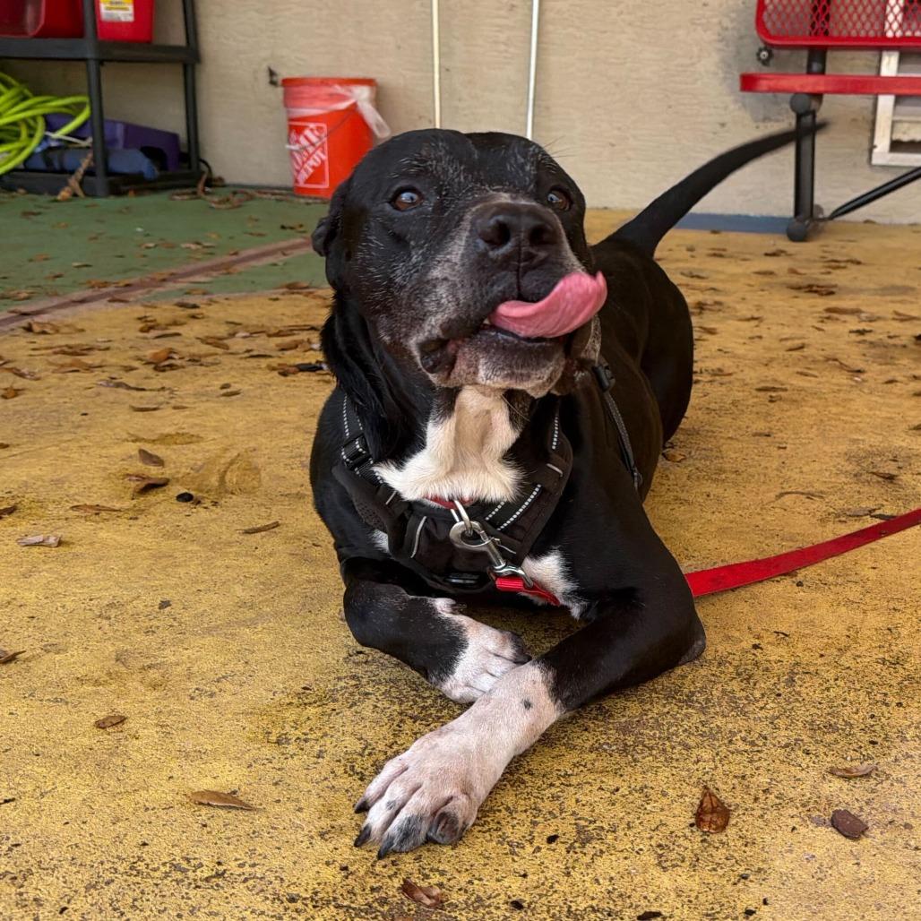 Enlarge Rascal, a Adoptable Mixed Breed in Titusville, FL image 6/6
