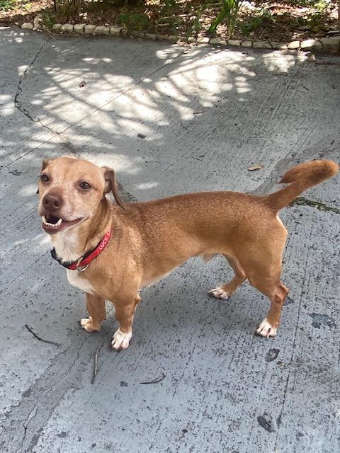 Louie, a ADOPTABLE mixed breed in Tampa, FL image 2/6