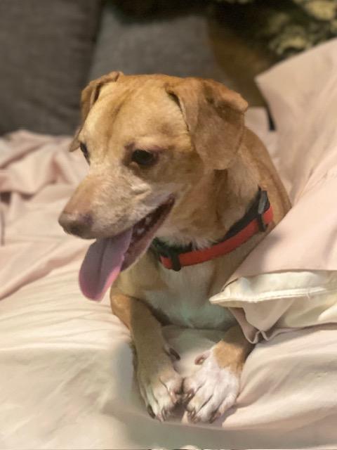 Louie, a ADOPTABLE mixed breed in Tampa, FL image 3/6