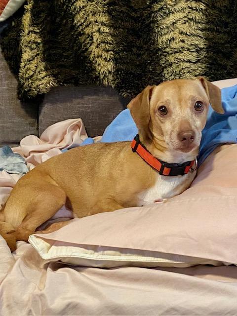 Louie, a ADOPTABLE mixed breed in Tampa, FL image 1/6