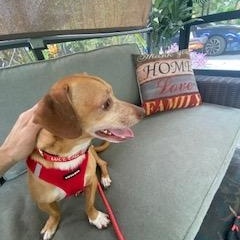 Louie, a ADOPTABLE mixed breed in Tampa, FL image 4/6