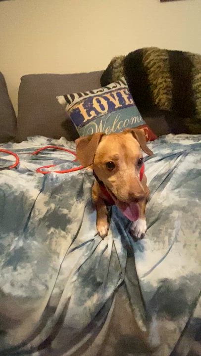 Enlarge Louie, a ADOPTABLE mixed breed in Tampa, FL video 6/6