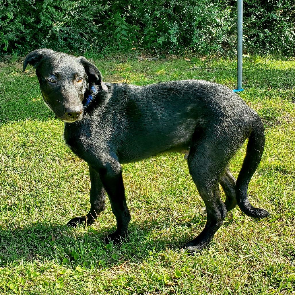 Hector, a Adoptable Mixed Breed in Denison, TX image 1/4