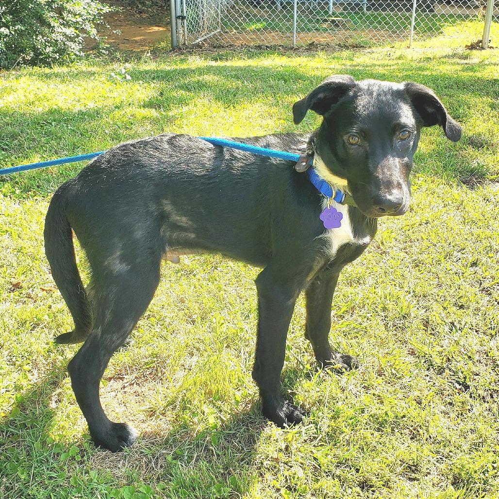 Hector, a Adoptable Mixed Breed in Denison, TX image 2/4