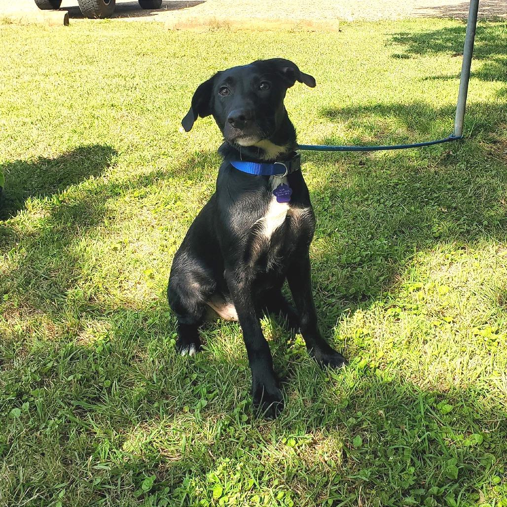 Hector, a Adoptable Mixed Breed in Denison, TX image 3/4