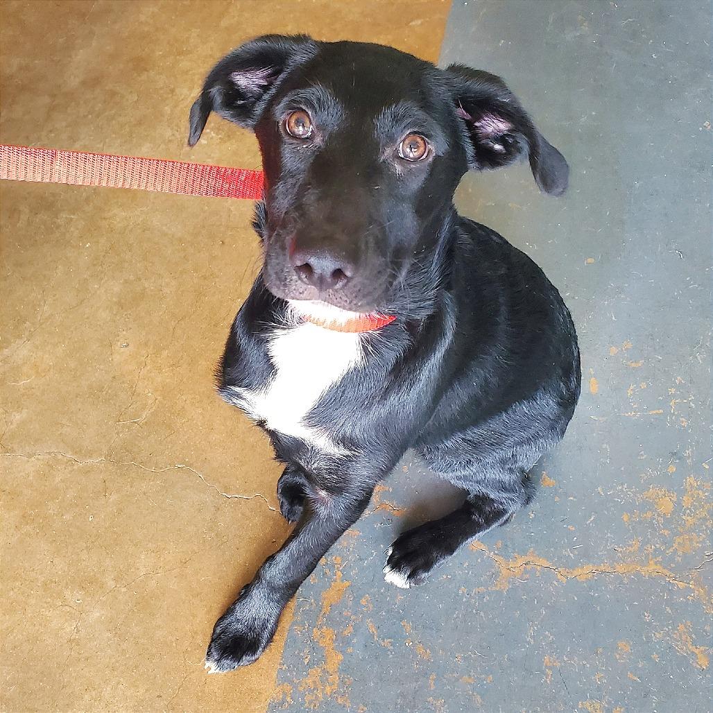 Hector, a Adoptable Mixed Breed in Denison, TX image 4/4