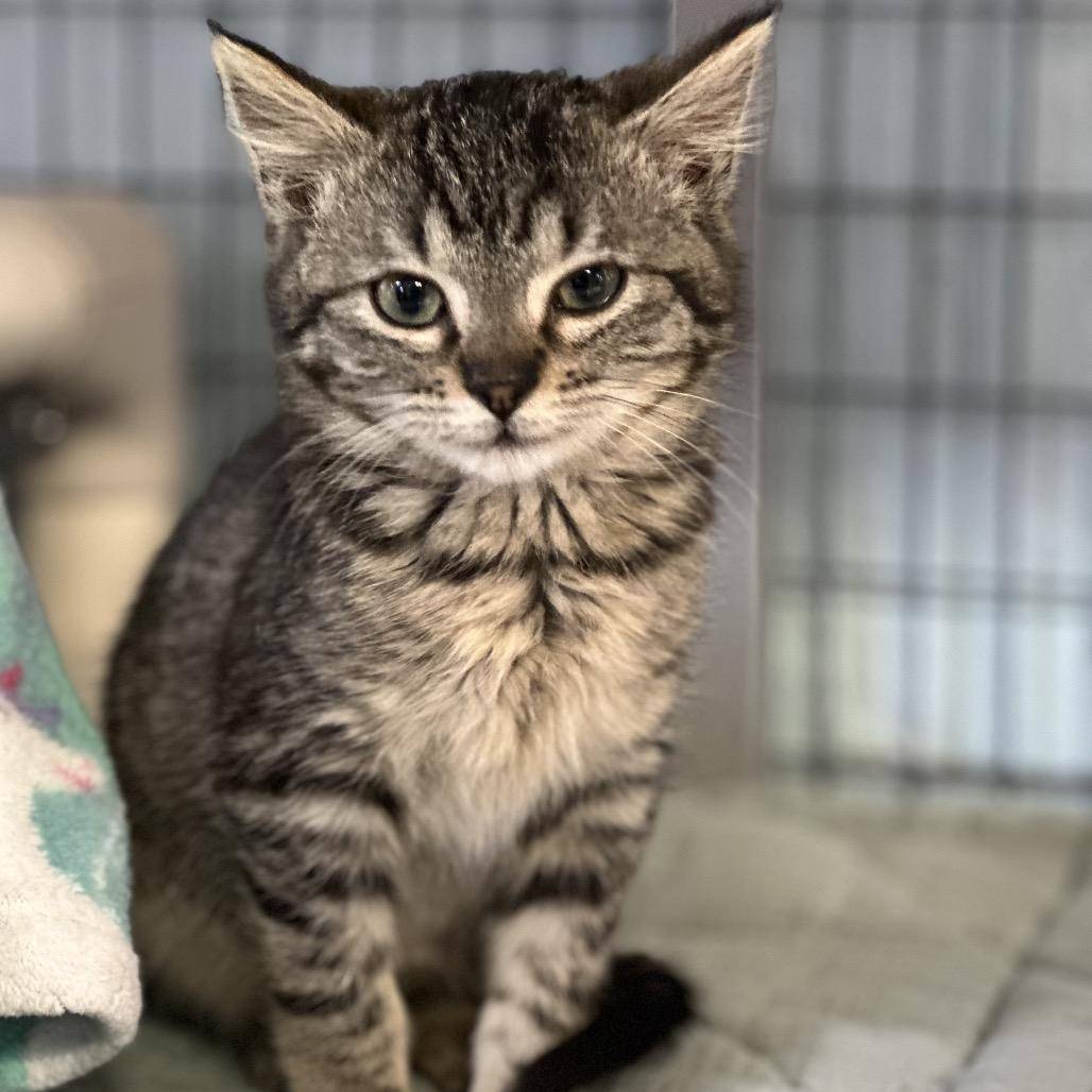 Tinker Bell AKA Tink, Adoptable, Kitten Female Domestic Short Hair.