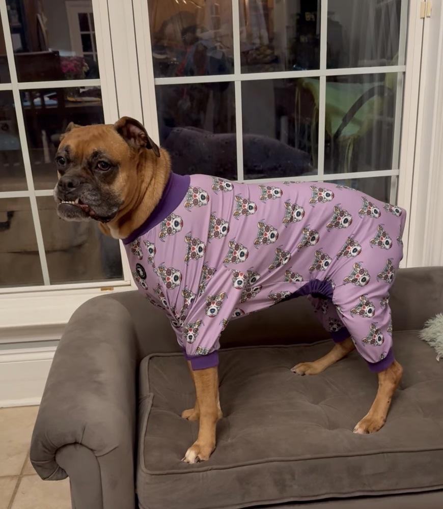 Hazie, Adoptable, Senior Female Boxer.