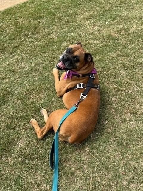 Enlarge Hazie, a Adoptable mixed breed in WARNER ROBINS, GA image 2/6