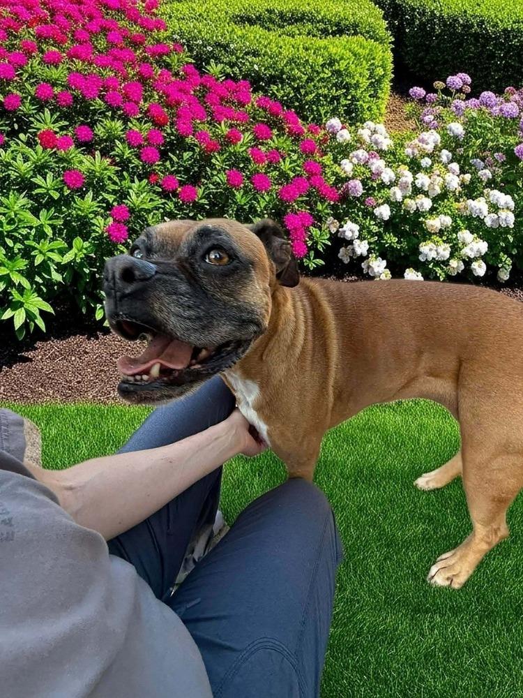 Enlarge Hazie, a Adoptable mixed breed in WARNER ROBINS, GA image 2/6