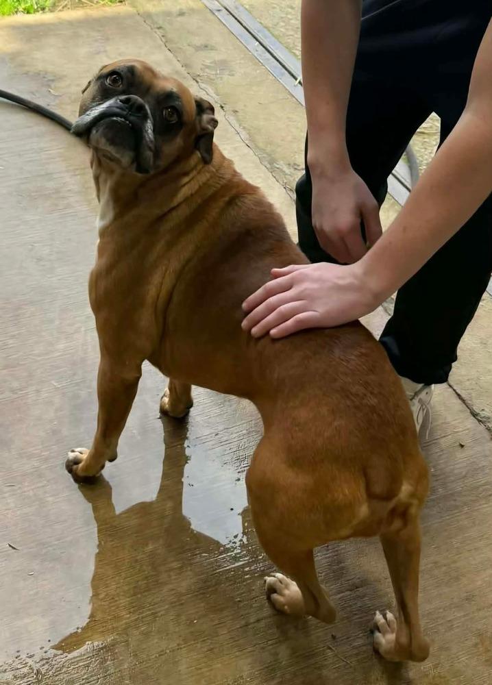 Enlarge Hazie, a Adoptable mixed breed in WARNER ROBINS, GA image 3/4