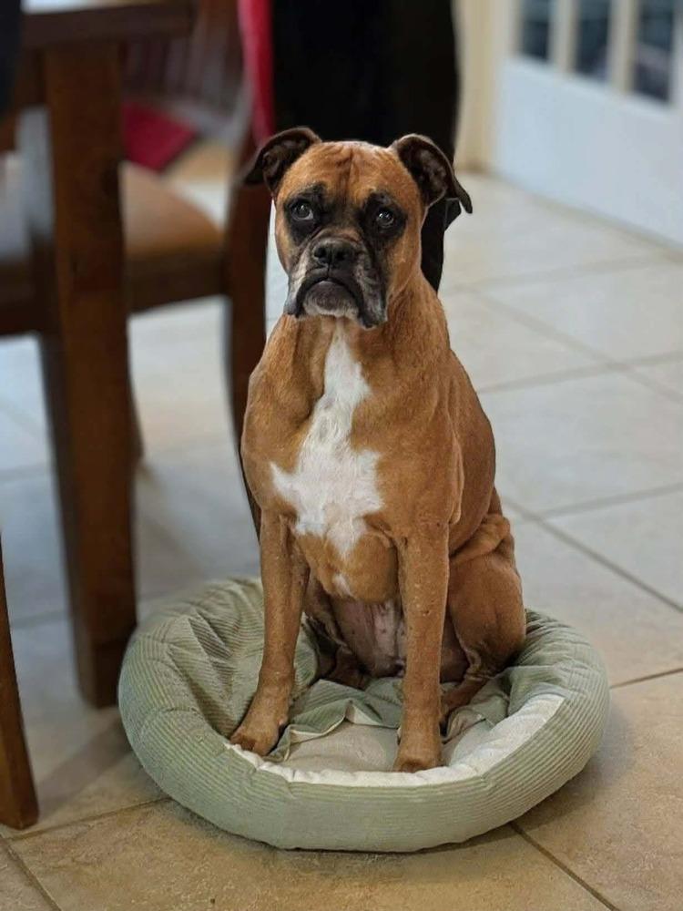 Enlarge Hazie, a Adoptable mixed breed in WARNER ROBINS, GA image 5/6