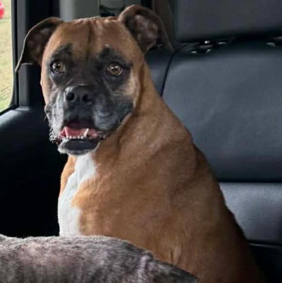 Enlarge Hazie, a Adoptable mixed breed in WARNER ROBINS, GA image 4/4