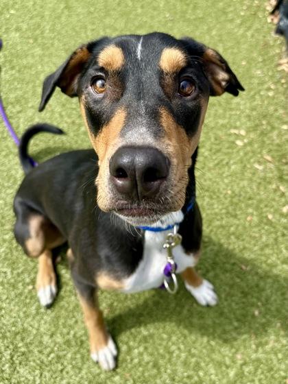 Enlarge Ruger, a Adoptable mixed breed in Wichita, KS image 1/3