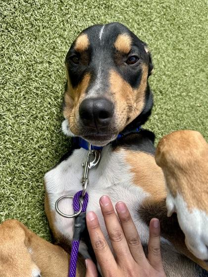 Enlarge Ruger, a Adoptable mixed breed in Wichita, KS image 3/3