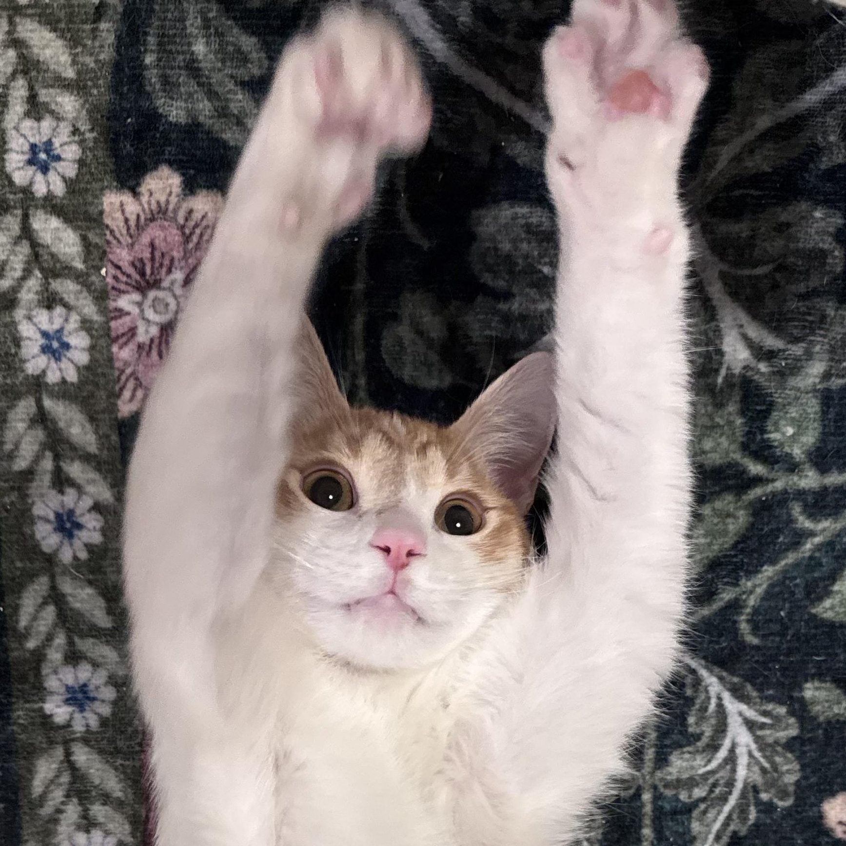 Enlarge Arthur and Merlin, a ADOPTABLE Domestic Short Hair in Huntington, MA image 2/6